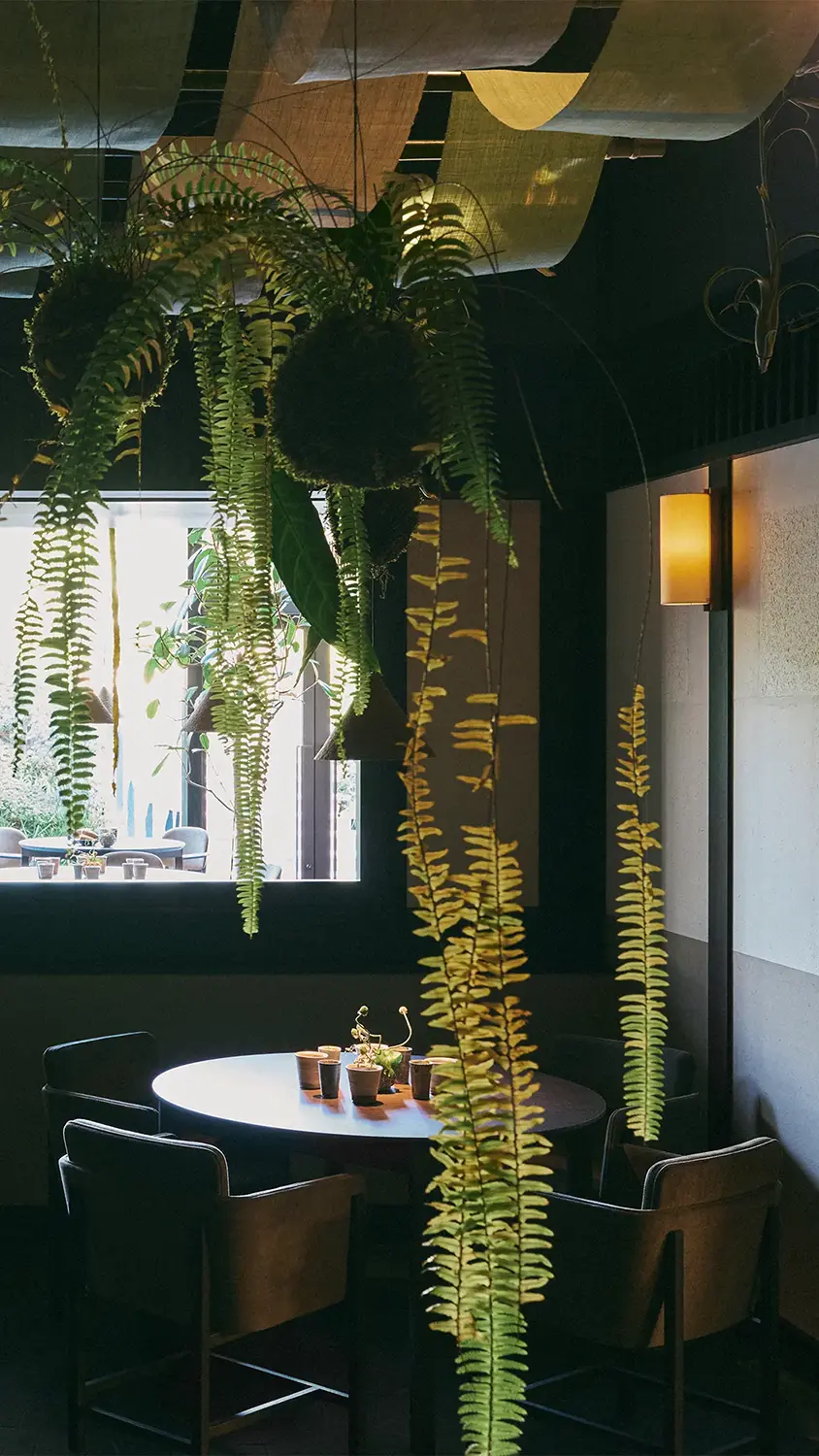A green fern hung from the ceiling above a circular wooden restaurant table set with cups for each seat